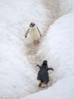 Penguins walking to colony. Gentoo penguin in deep snow in Antarctic Peninsula, Cuverville Island. Art Print